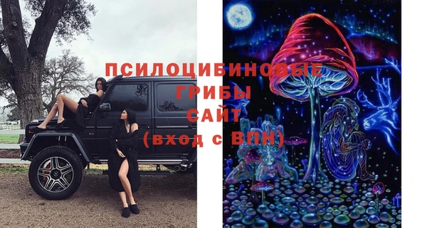 гашик Алексин